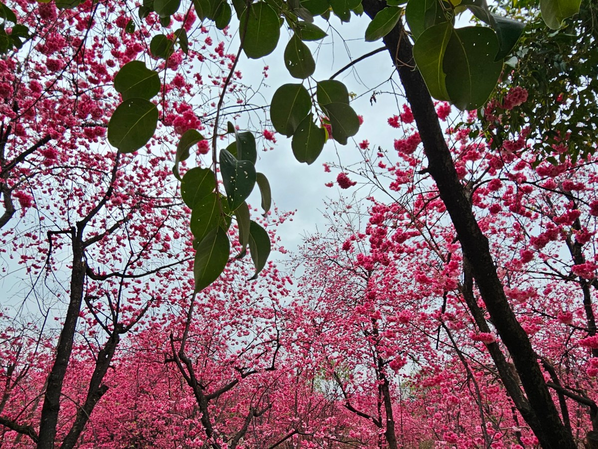 Travels in Kunming: Cherry Blossoms, Garden Parks, and a night on the&nbsp;town