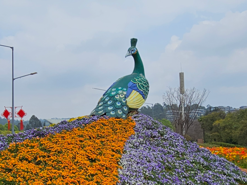 Travels in Kunming: Spring Flowers, Peacocks, and&nbsp;Lampposts