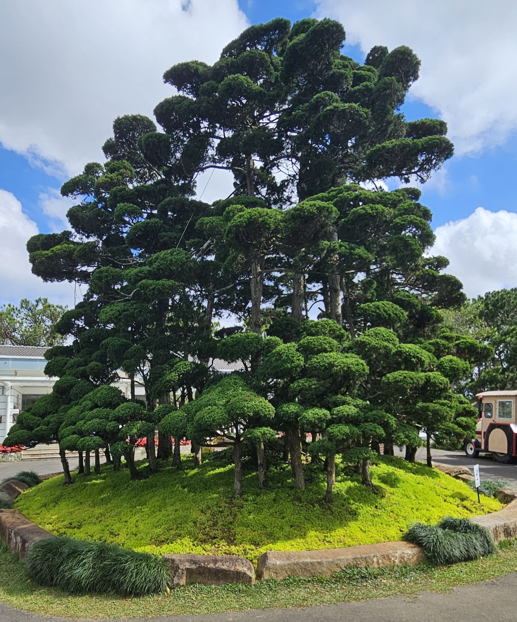 A lush, rounded cluster of manicured evergreen trees atop a grassy mound, surrounded by a stone border, with a cloudy blue sky in the background.